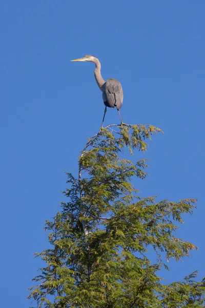 Como Adorno Parte Superior Árbol Navidad Una Gran Garza Azul —  Fotos de Stock