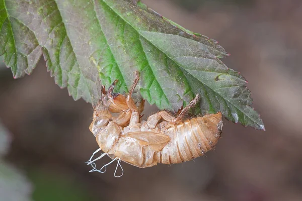 All Remains Empty Shell Cicada Shell Still Hangs Precariously Leaf — Stock Photo, Image