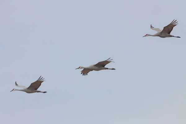 Three Sandhill Cranes Fly Light Blue Filled Sky — Stock Photo, Image