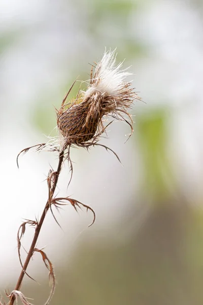 Lone Seeding Thistle Leans Sideways Open Prairie Seeds Emerge Top — Stock Photo, Image