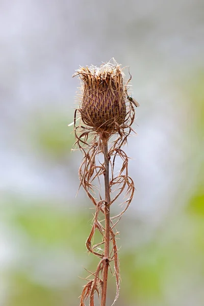 Seeding Thistle Stands Upright Open Prairie Fly Climbing One Thorny — Stock Photo, Image