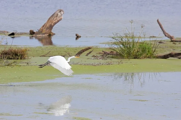 一只巨大的白鹭从满是海藻的沼泽地飞出的时候 拍打着翅膀 鸟儿周围的树桩和水草 — 图库照片