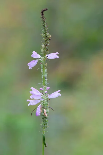 Les Dernières Fleurs Une Plante Obéissante Fleurissent Dans Une Prairie — Photo