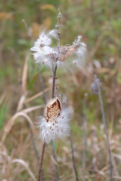 Die Seidigen Samen Einer Milchkrautblüte Explodieren Aus Ihrer Hülse Die — Stockfoto