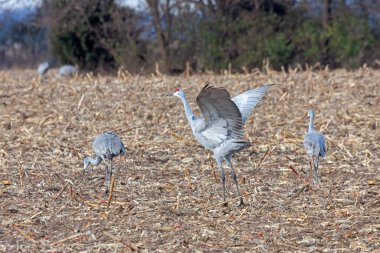 Kum tepesi turnaları, sürgülü bir mısır tarlasında, dans edip caka satarak egemenliklerini sergilerler..