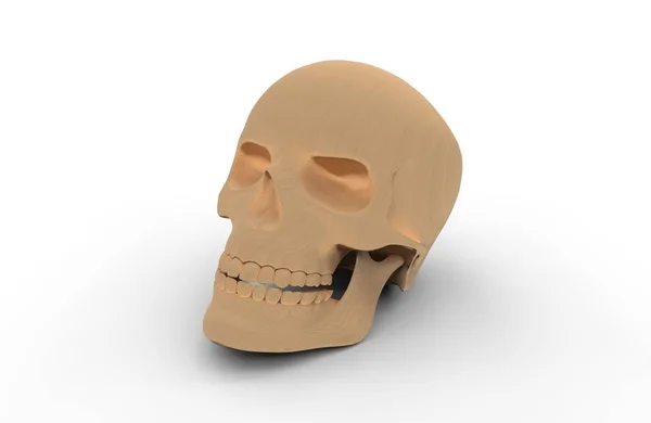 影で白い背景に木製の分離人間の頭蓋骨 レンダリング — ストック写真