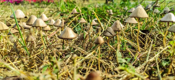 Ölüm mantarları sonbahar çimlerinde