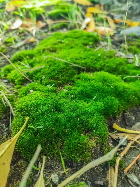 Green Moss Autumn Nature — Stock Photo, Image