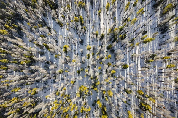 Aerial view from above shooting straight down into trees along a mountainside in the Gore Range area of Summit County near Silverthorne, Colorado.