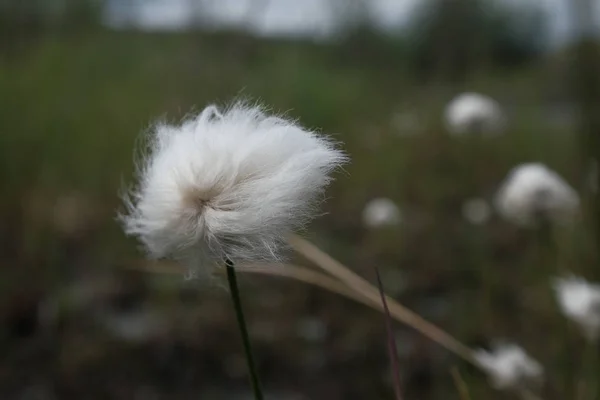 Pluizig witte bloem close-up wappert in de wind — Stockfoto