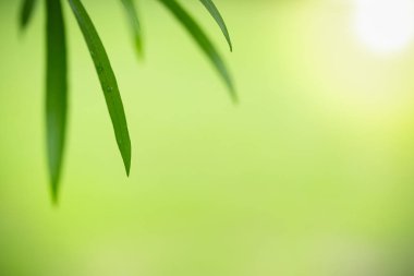 Bulanık yeşillik artalan doğa görünümü yeşil yaprak yakın