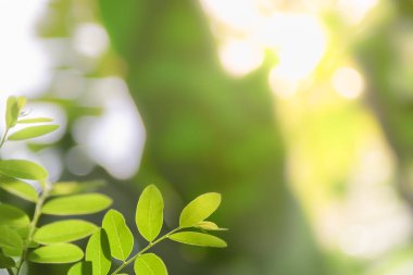 Bulanık yeşillik artalan doğa görünümü yeşil yaprak yakın