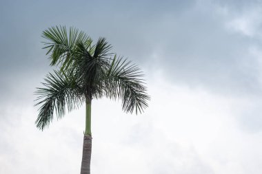 Karanlık mavi fırtına bulutlu gökyüzü ile palmiye ağacının yakın. Yeşil Nat