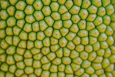 Arka plan ve duvar kağıdı için jackfruit kullanımı nın yakın çekim