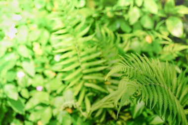 Bulanık yeşillik geri doğa görünümü yeşil eğrelti otu yaprağı yakın