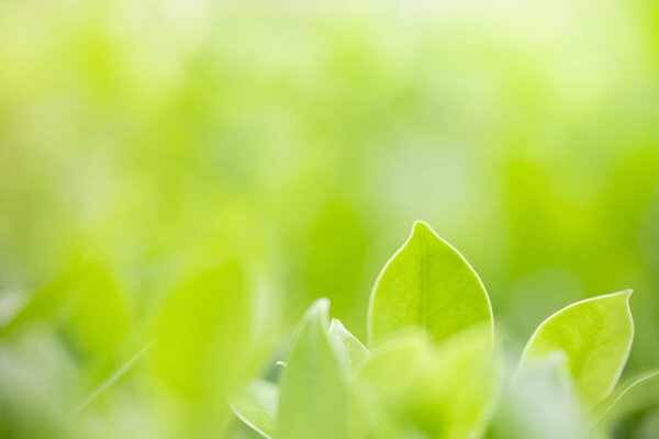 Close up of nature view green leaf on blurred greenery backgroun