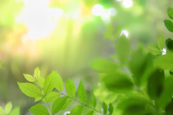 Primo piano della vista sulla natura foglia verde su sfondo verde sfocato — Foto Stock