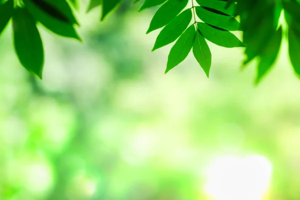 Primer plano de la vista de la naturaleza hoja verde en verde borroso backgroun — Foto de Stock