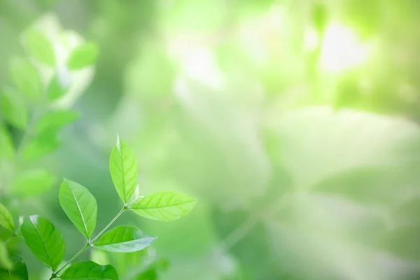 Primer plano de la vista de la naturaleza hoja verde en verde borroso backgroun —  Fotos de Stock