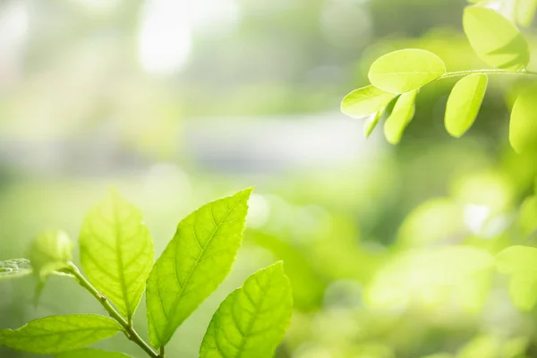 Primer plano de la vista de la naturaleza hoja verde en verde borroso backgroun —  Fotos de Stock