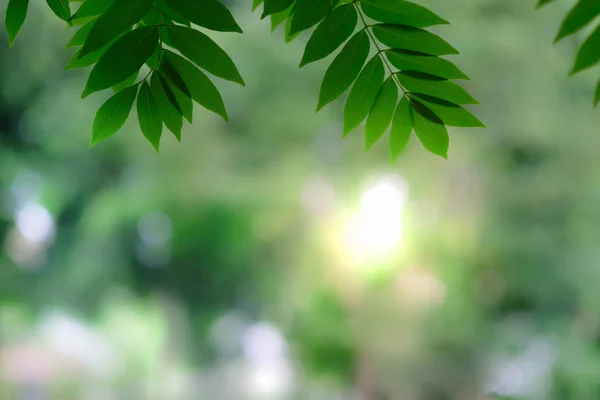 Primer plano de la vista de la naturaleza hoja verde en verde borroso backgroun —  Fotos de Stock