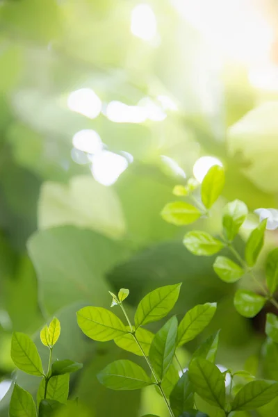 Primo piano della vista sulla natura foglia verde su sfondo verde sfocato — Foto Stock