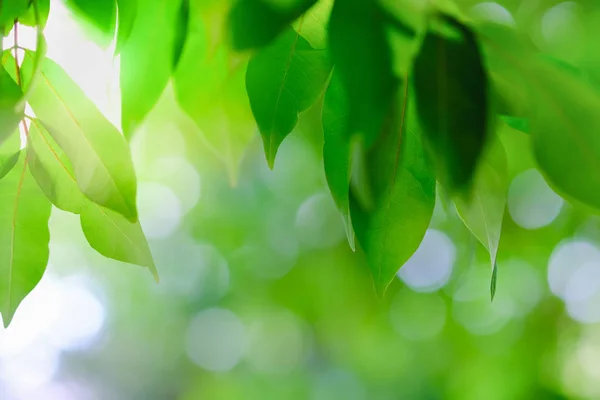 Primer plano de la vista de la naturaleza hoja verde en verde borroso backgroun —  Fotos de Stock