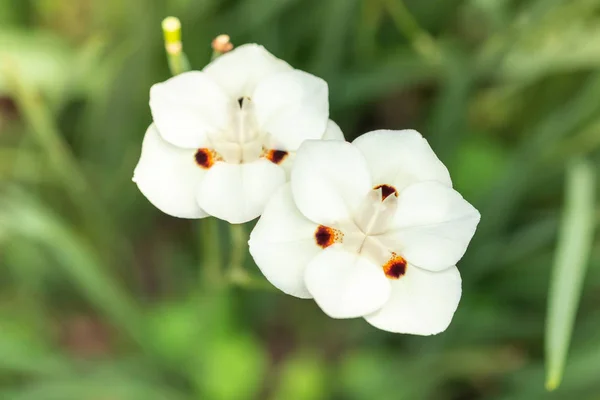 Zbliżenie biały kwiat Orchidea z zielonym liści niewyraźne, natura, — Zdjęcie stockowe