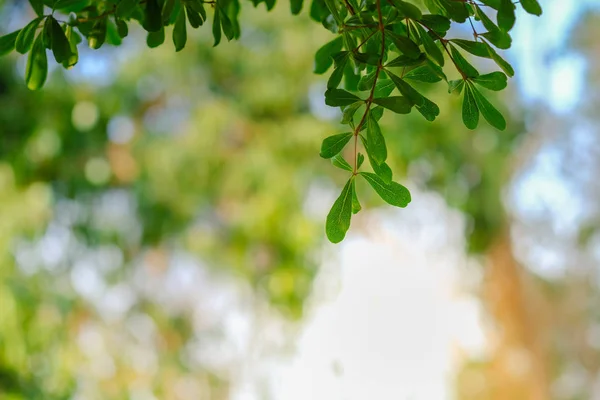 Close-up natuur uitzicht van groen blad op wazig groen achtergrond — Stockfoto