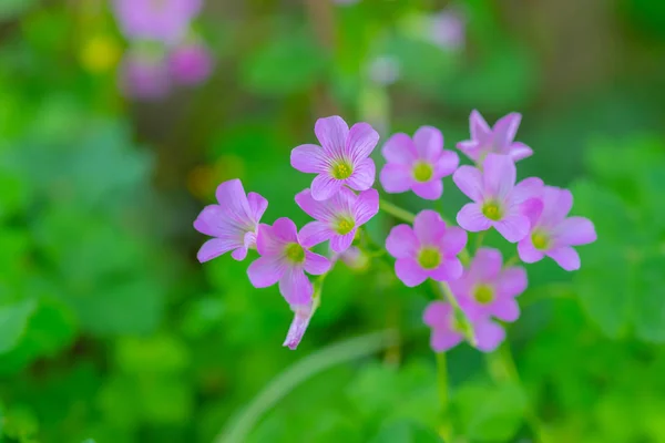Close up of small beauty cute pink purple flowers inthe garden w — Stock Photo, Image