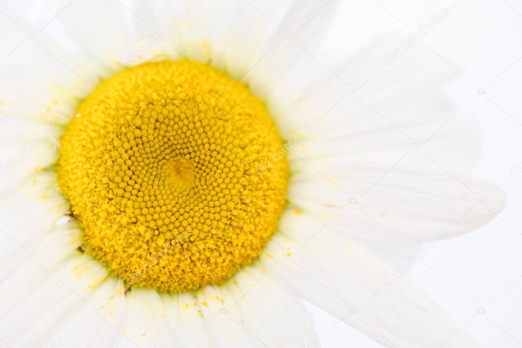 Close up of beauty a Daisy white flower with yellow pollen dirty