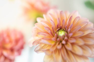 Kopya ile güzel turuncu pembe sarı Dahlia çiçek yakın