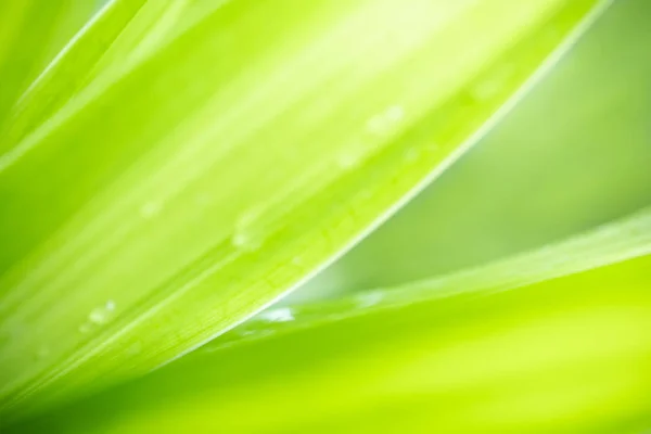 Gros plan de la vue sur la nature feuille verte avec goutte de pluie sur gre floue — Photo