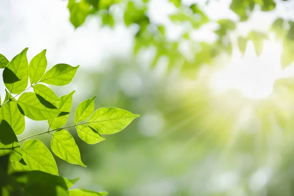 Κοντινό κομμάτι της φύσης θέα πράσινο φύλλο σε θολή βλάστηση backgroun — Φωτογραφία Αρχείου