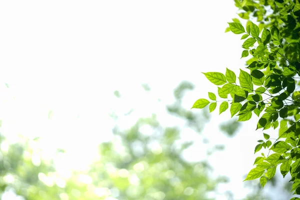 Primer plano de la vista de la naturaleza hoja verde con vegetación borrosa en whit —  Fotos de Stock