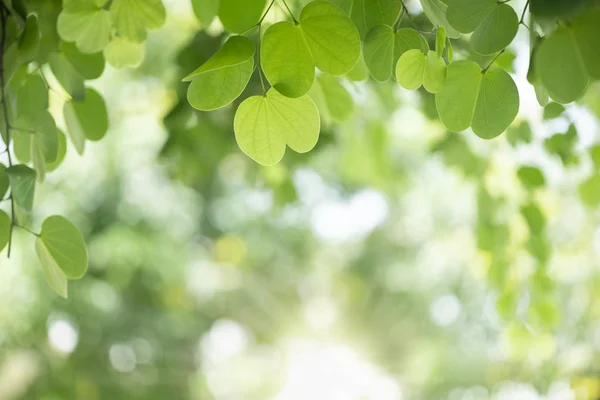 Bliska natura widok zielony liść na niewyraźne zieleni oświetlenie tła — Zdjęcie stockowe