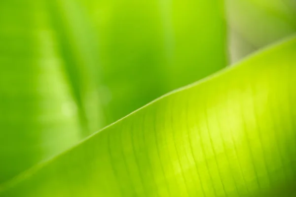 Close up af naturen udsigt grønne banan blade på sløret grønne områder ba - Stock-foto