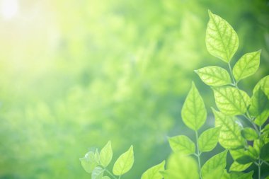 Blu üzerinde doğa görünümü yeşil Millingtonia hortensis yaprak yakın