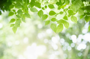 Blu üzerinde doğa görünümü yeşil Millingtonia hortensis yaprak yakın