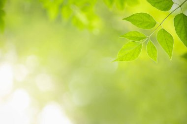 Blu üzerinde doğa görünümü yeşil Millingtonia hortensis yaprak yakın