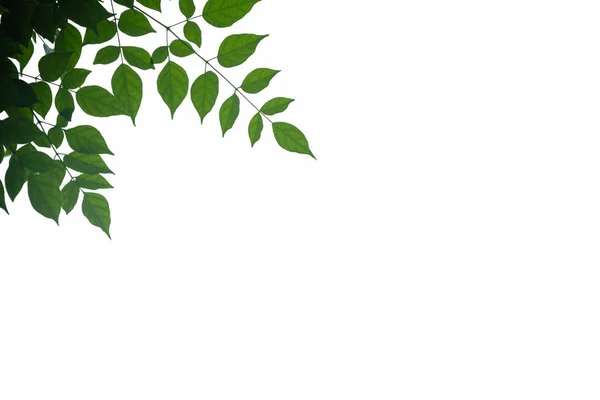 Iso üzerinde doğa görünümü yeşil Millingtonia hortensis yaprak yakın