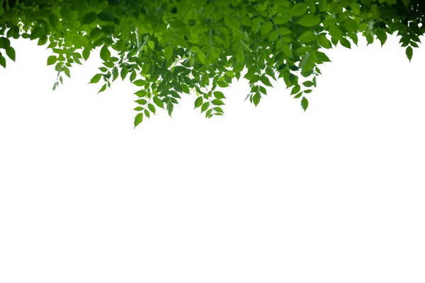 Iso üzerinde doğa görünümü yeşil Millingtonia hortensis yaprak yakın
