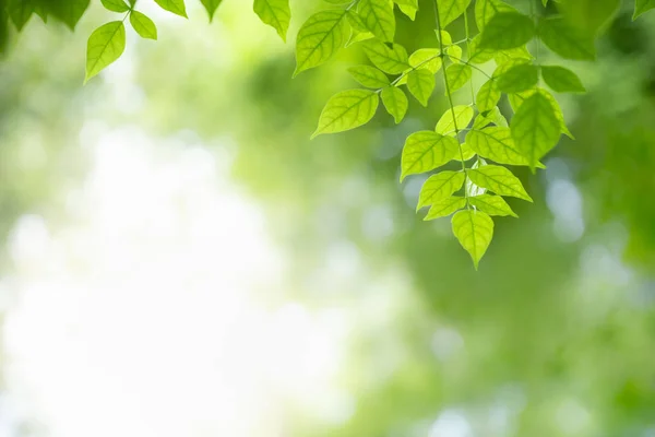 Nahaufnahme der Natur Ansicht des grünen Blattes von millingtonia hortensis auf blu — Stockfoto