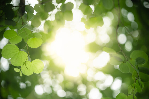 Close up of nature view green Orchid tree leaf on blurred greene