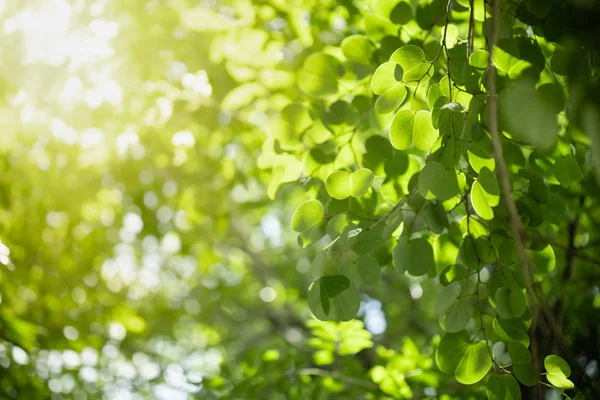 Zbliżenie natura widok zielony Orchidea drzewo liść na niewyraźne Greene — Zdjęcie stockowe