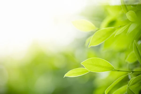 Primer plano de la vista de la naturaleza hoja verde en verde borroso backgroun —  Fotos de Stock