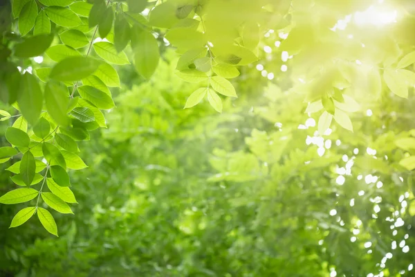 Pohled zblízka na zelený list na rozmazané zelenotěsné backgroun — Stock fotografie