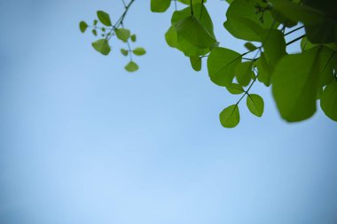 Açık mavi gökyüzü arkaplanındaki yeşil yaprağı kapat 