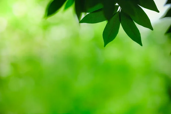 Κοντινό κομμάτι της φύσης θέα πράσινο φύλλο σε θολή βλάστηση backgroun — Φωτογραφία Αρχείου