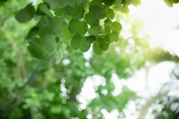 Zbliżenie natura widok zielony Orchidea drzewo liść na niewyraźne Greene — Zdjęcie stockowe